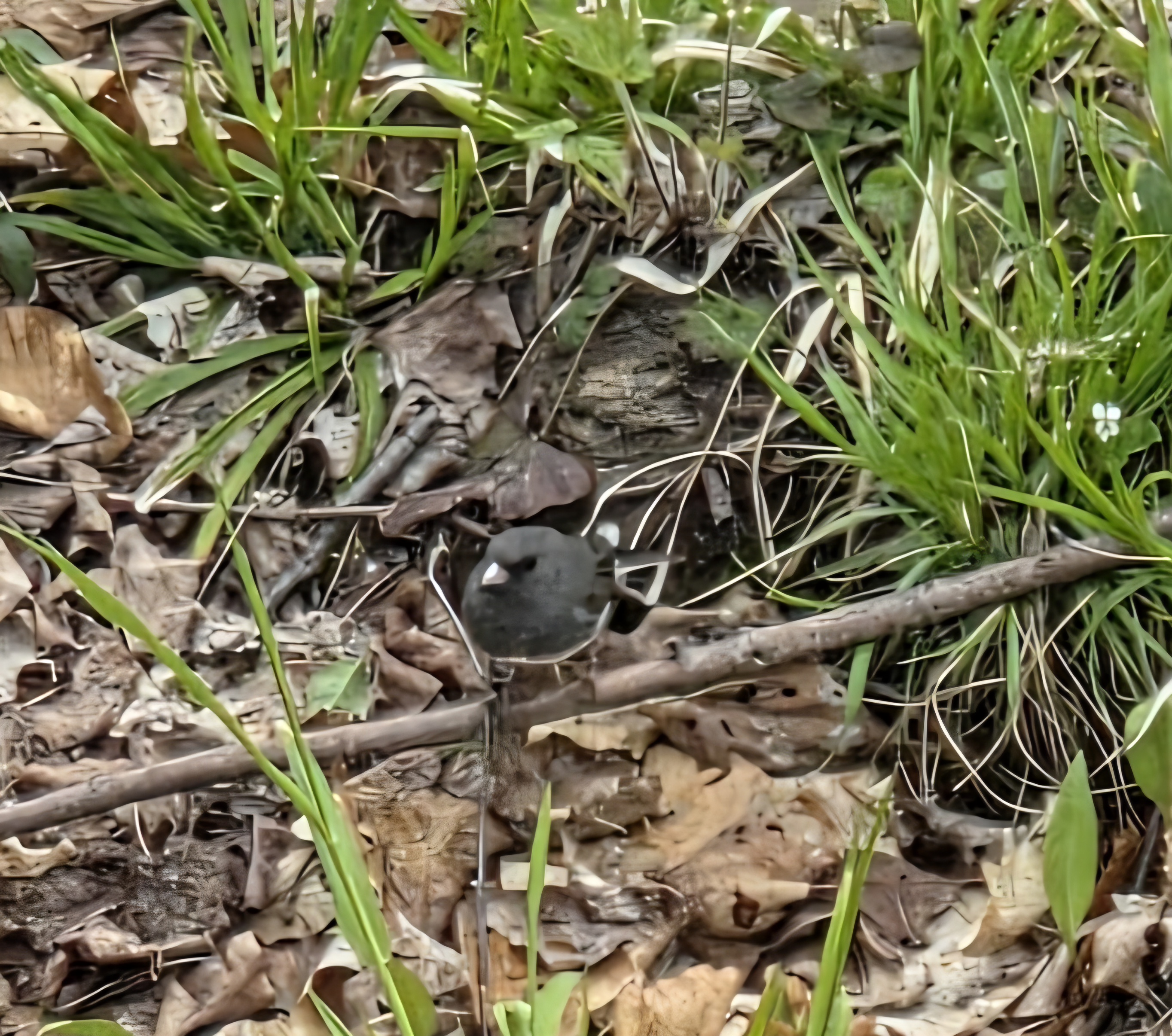 Field Witness