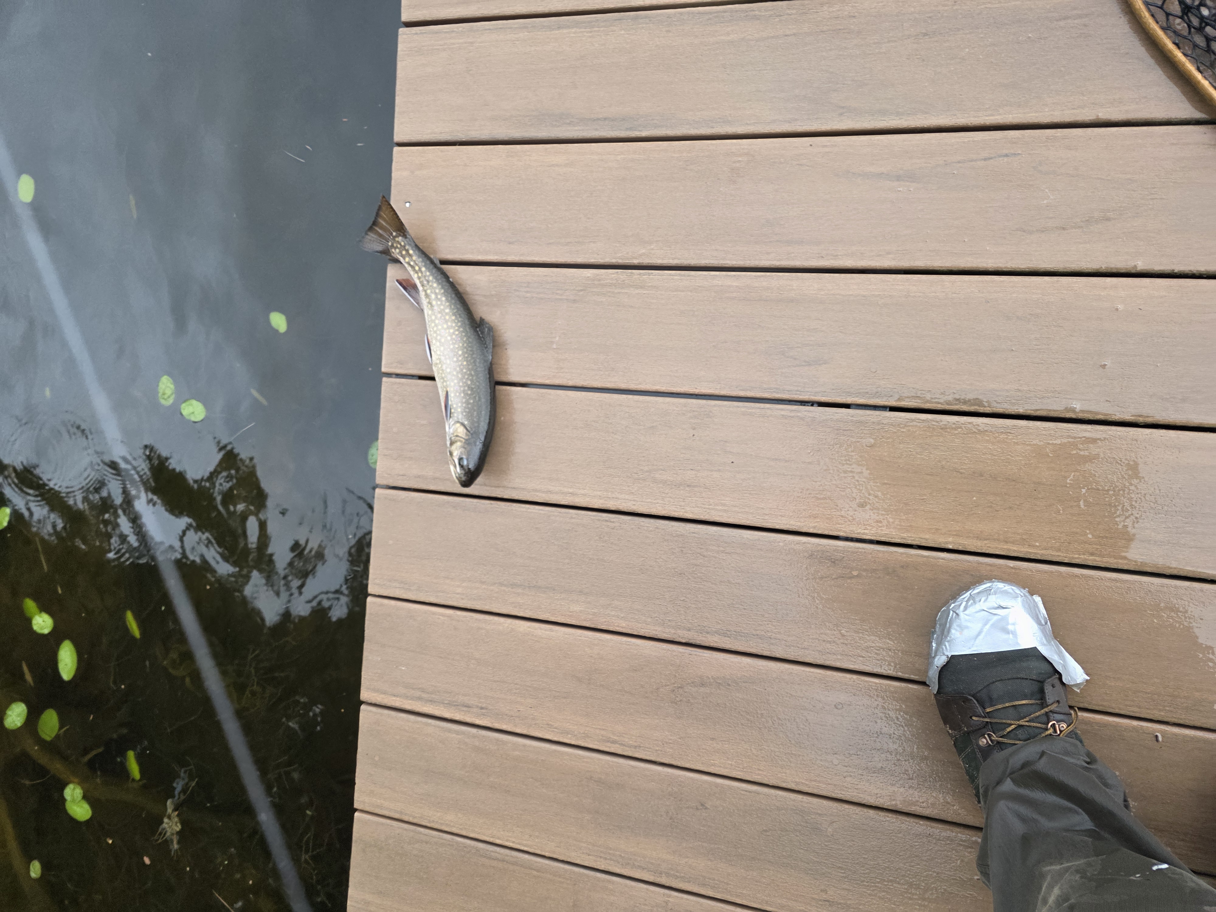 The trout near the dock edge after coming out of the net. The record held long enough for the photograph.