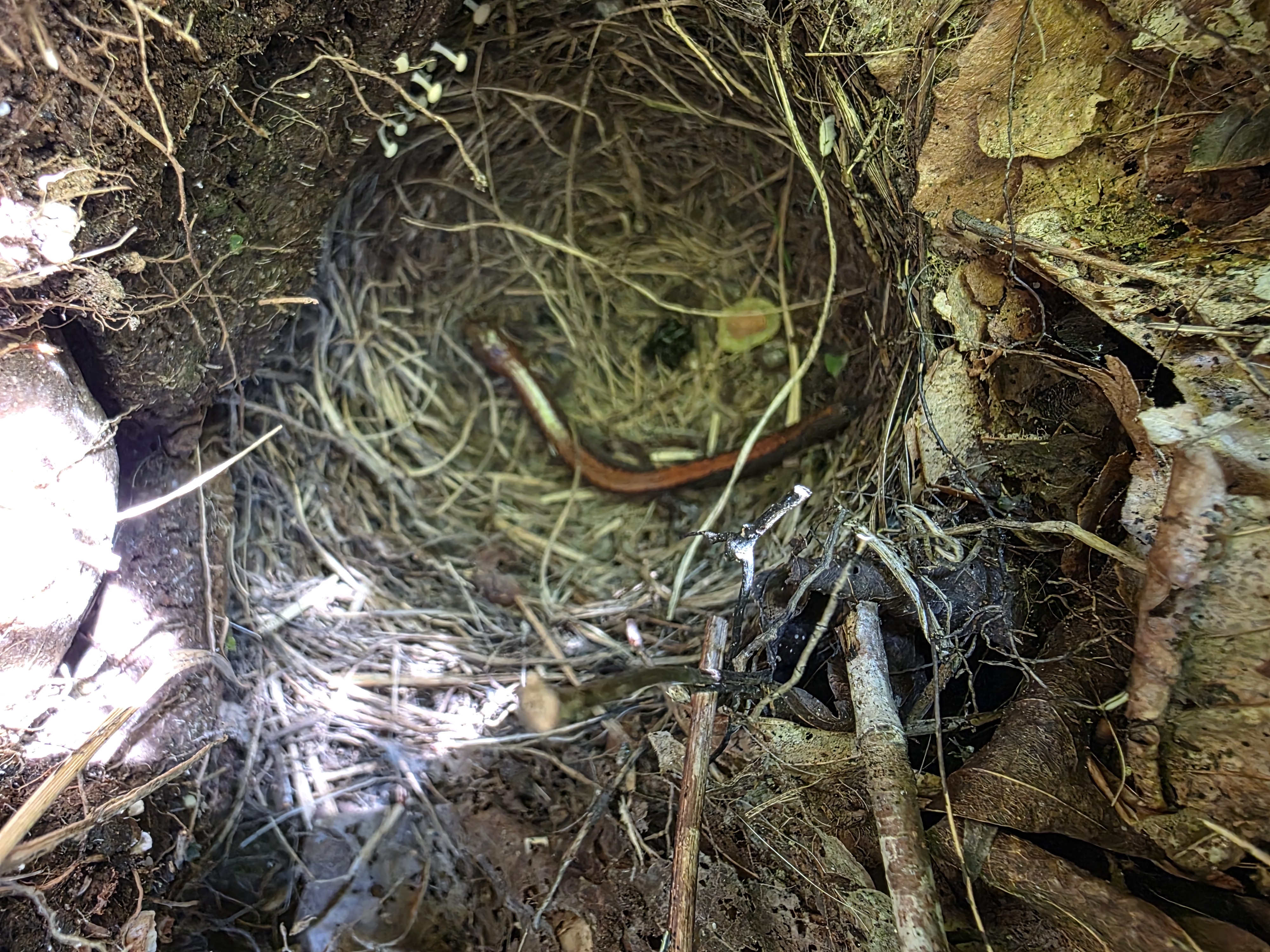 Eastern red-backed salamander inside an abandoned Dark-eyed Junco ground nest