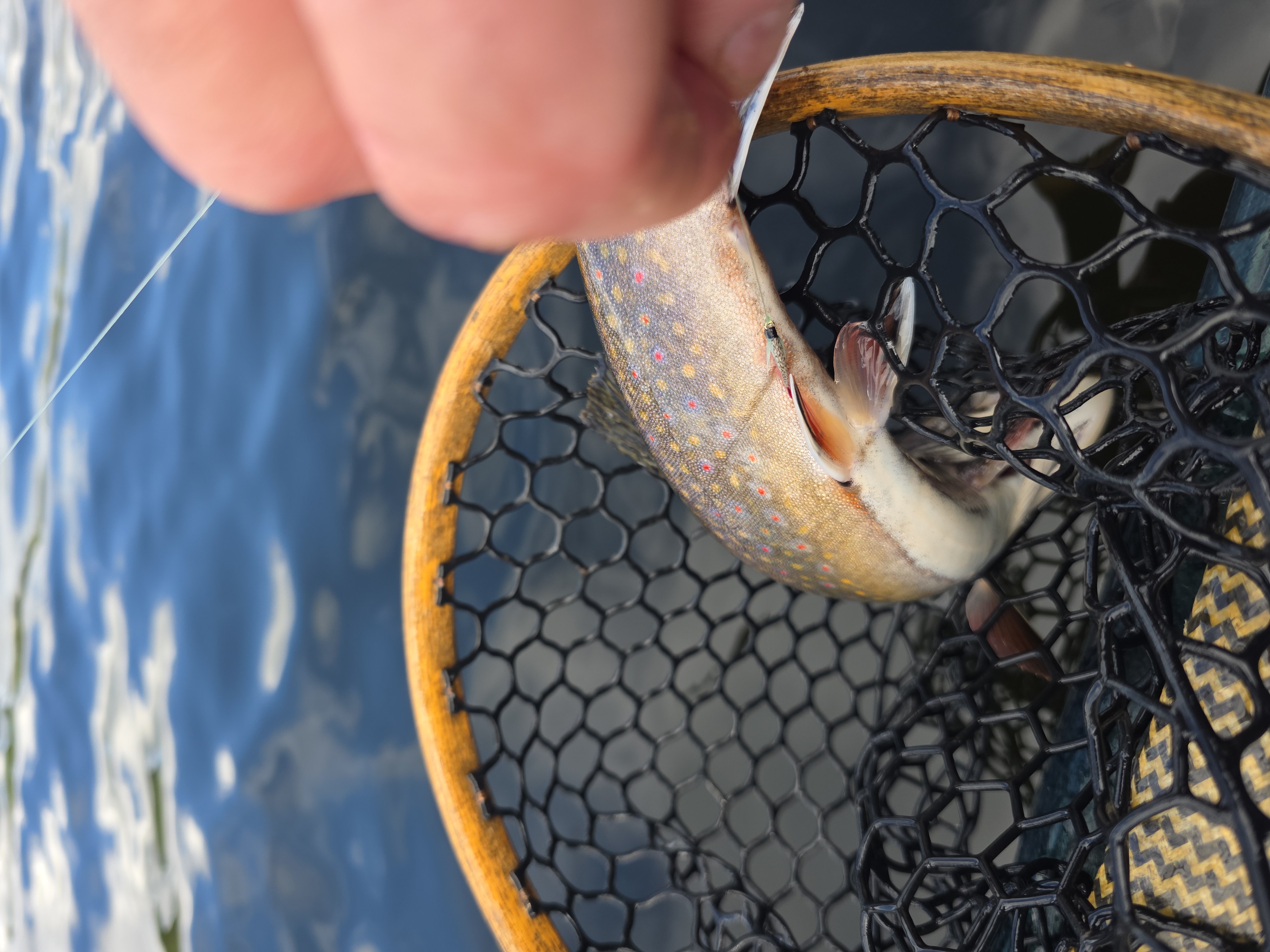 Hook and line mark in the same frame—the hook beside the pelvic fin, the mark running diagonally across the red-spotted flank.