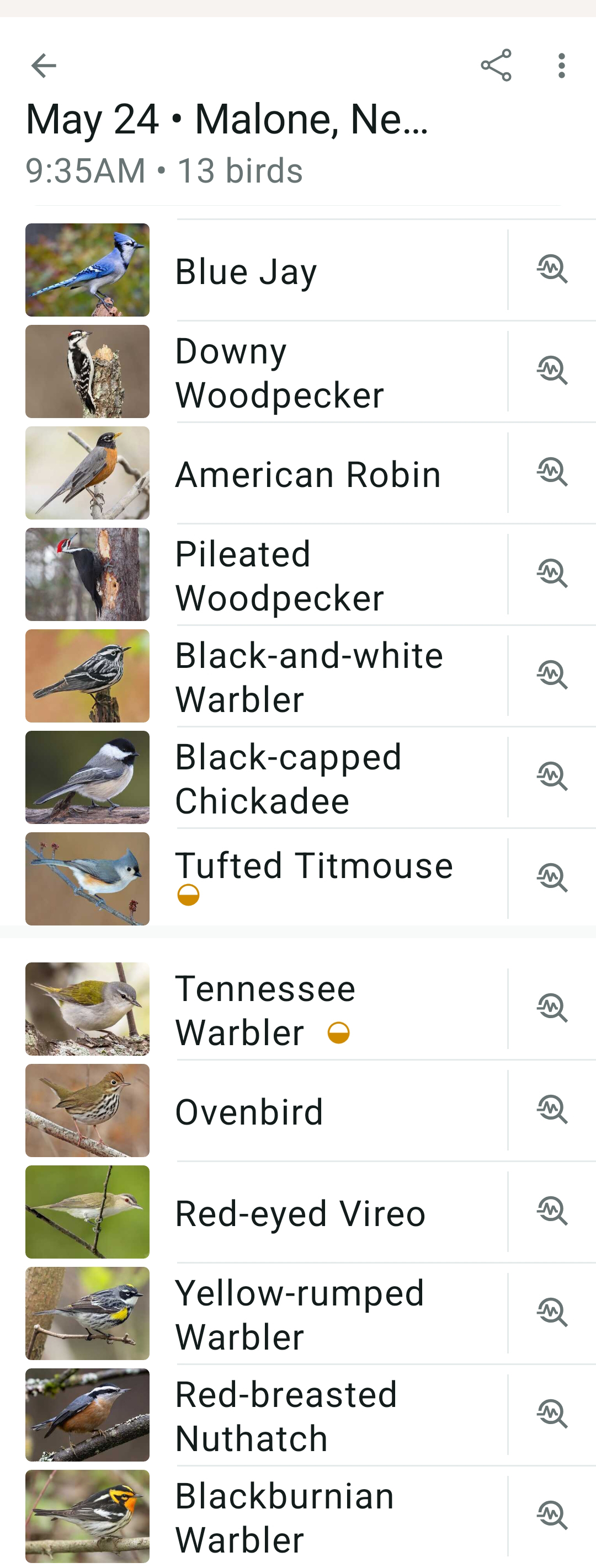 Merlin Sound ID list showing thirteen bird species detected from the Upper Watch