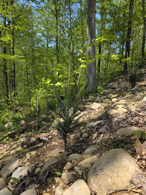 Young balsam fir planted among stones on the slope north of the Upper Watch, with a beech tree standing behind it