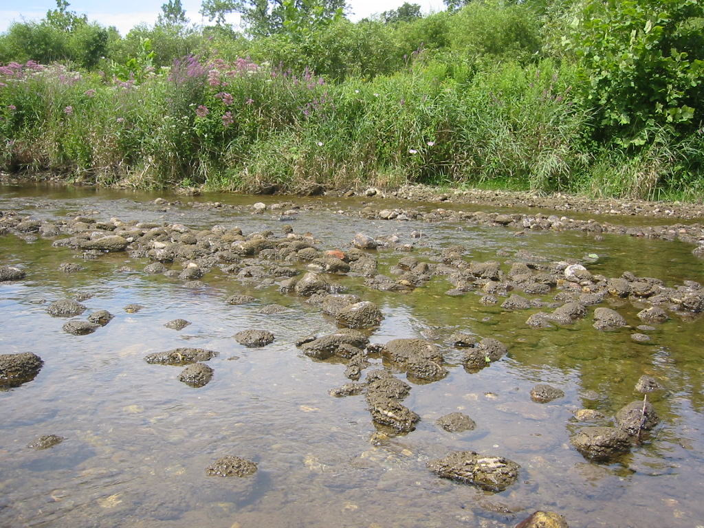 Exposed Batten Kill substrate covered with Didymo during lower summer flow