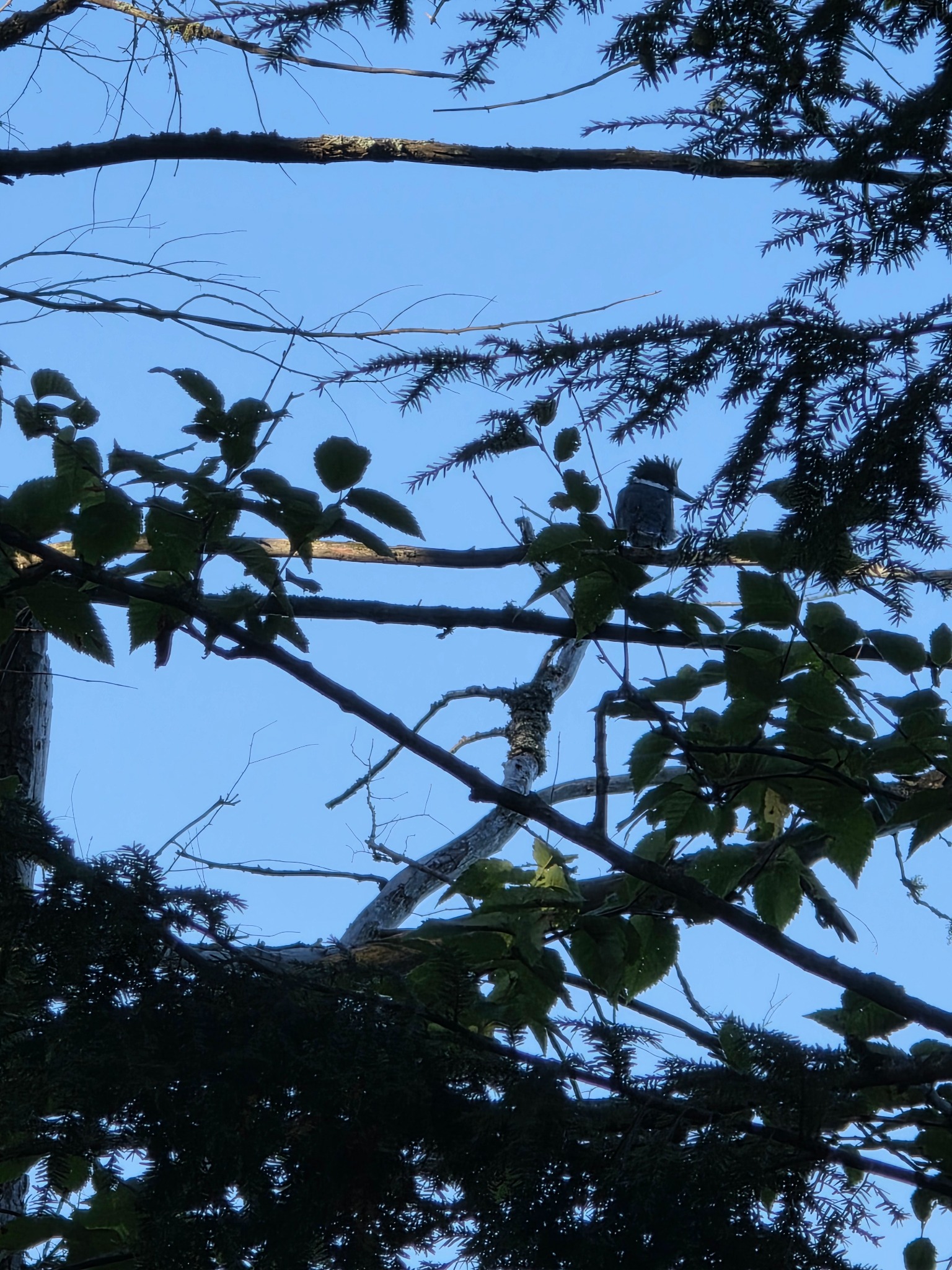 Belted kingfisher showing its bill, crest, and white collar
