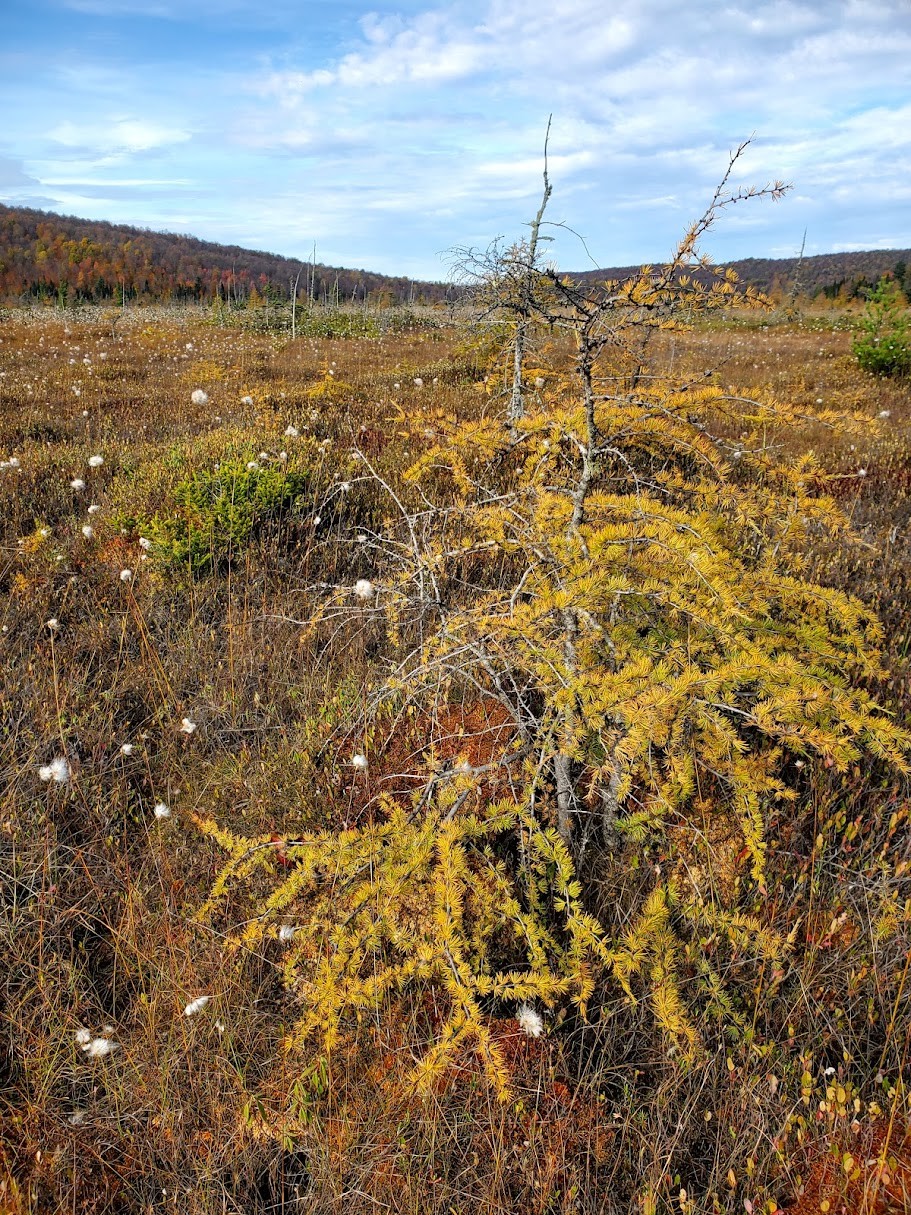 Bog proper gatekeeper