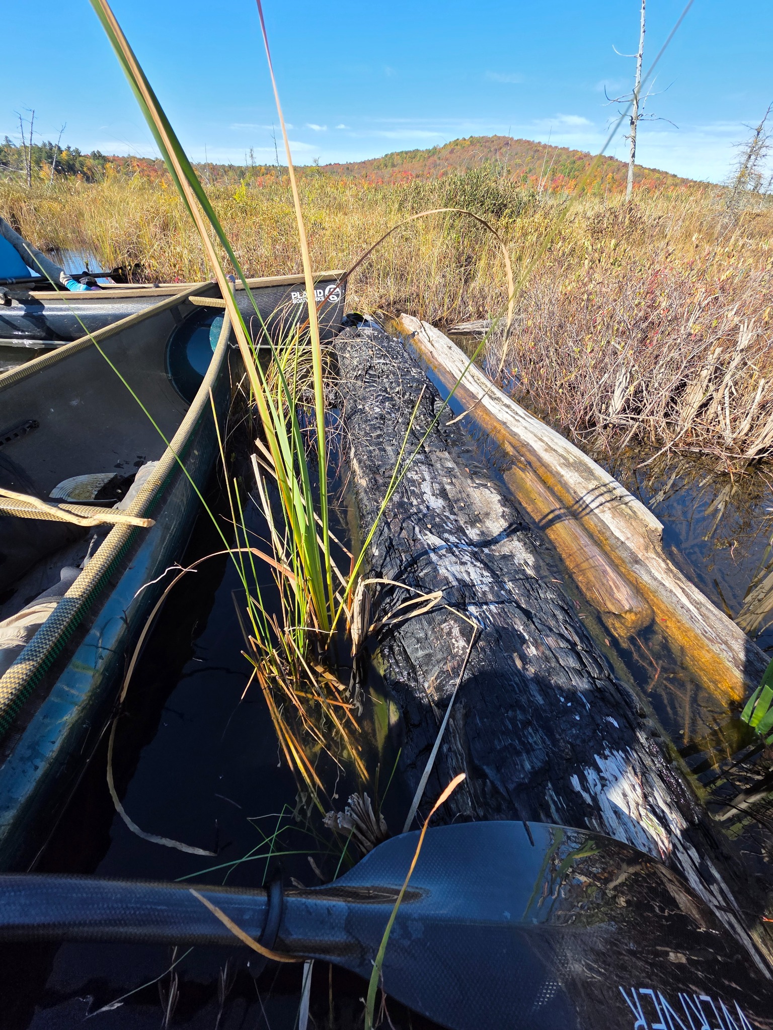 Large charred log lying partly submerged in the fen channel