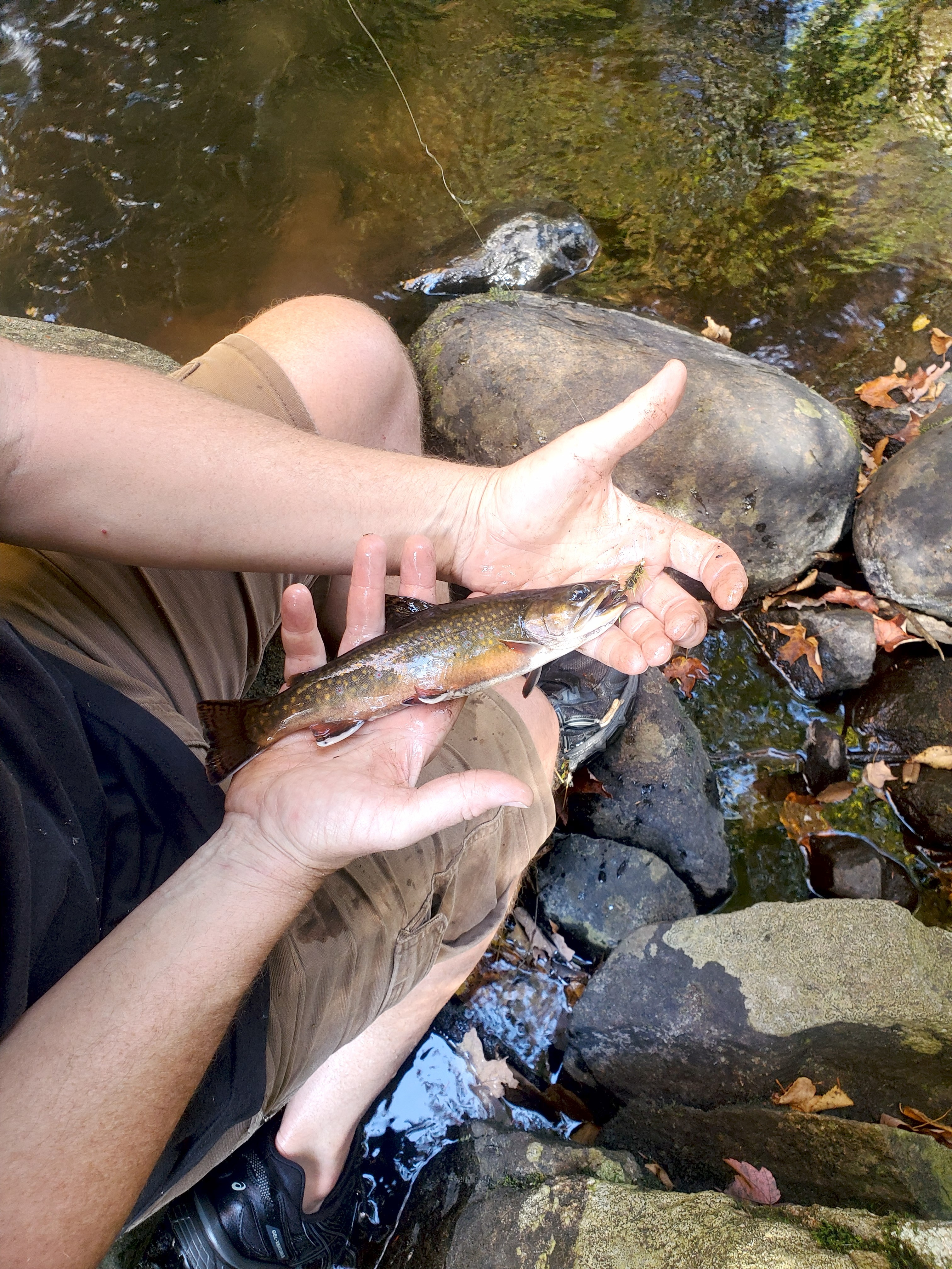 Native Brook Trout spawning colors