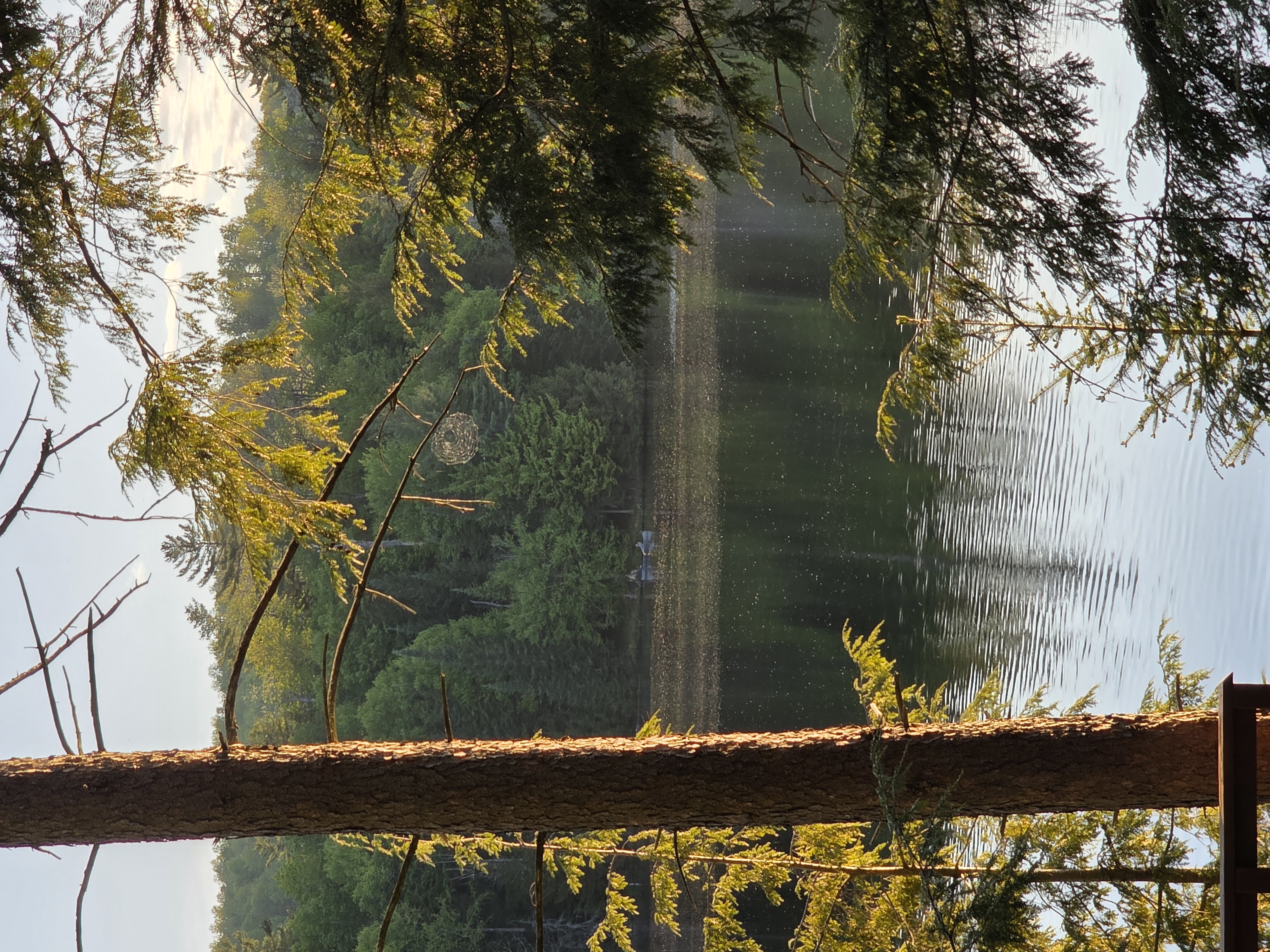 Spider web hanging in spruce above the pond, with a canoe visible across the water in evening light.