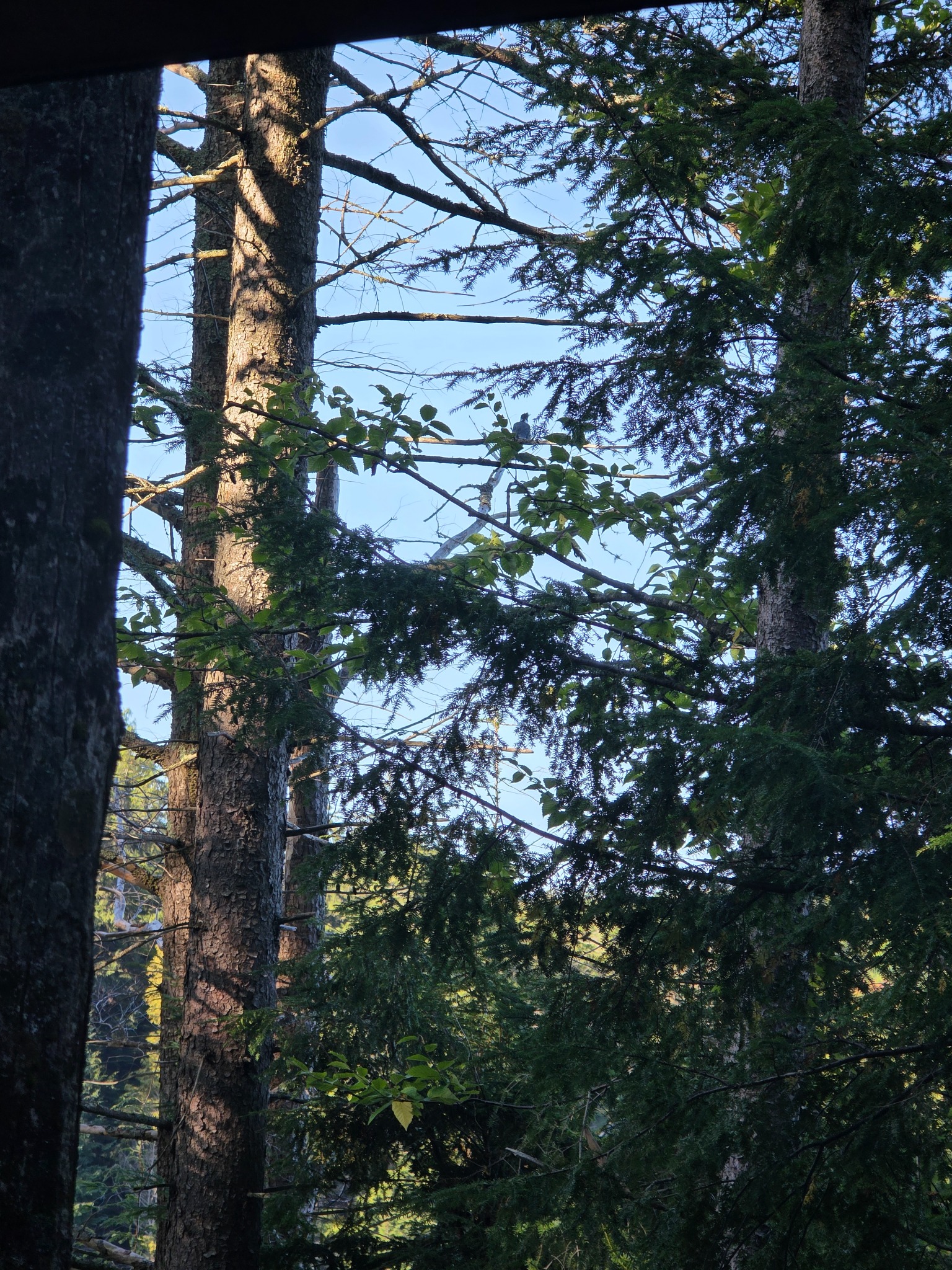 Distant belted kingfisher seen through shoreline branches from the lean-to