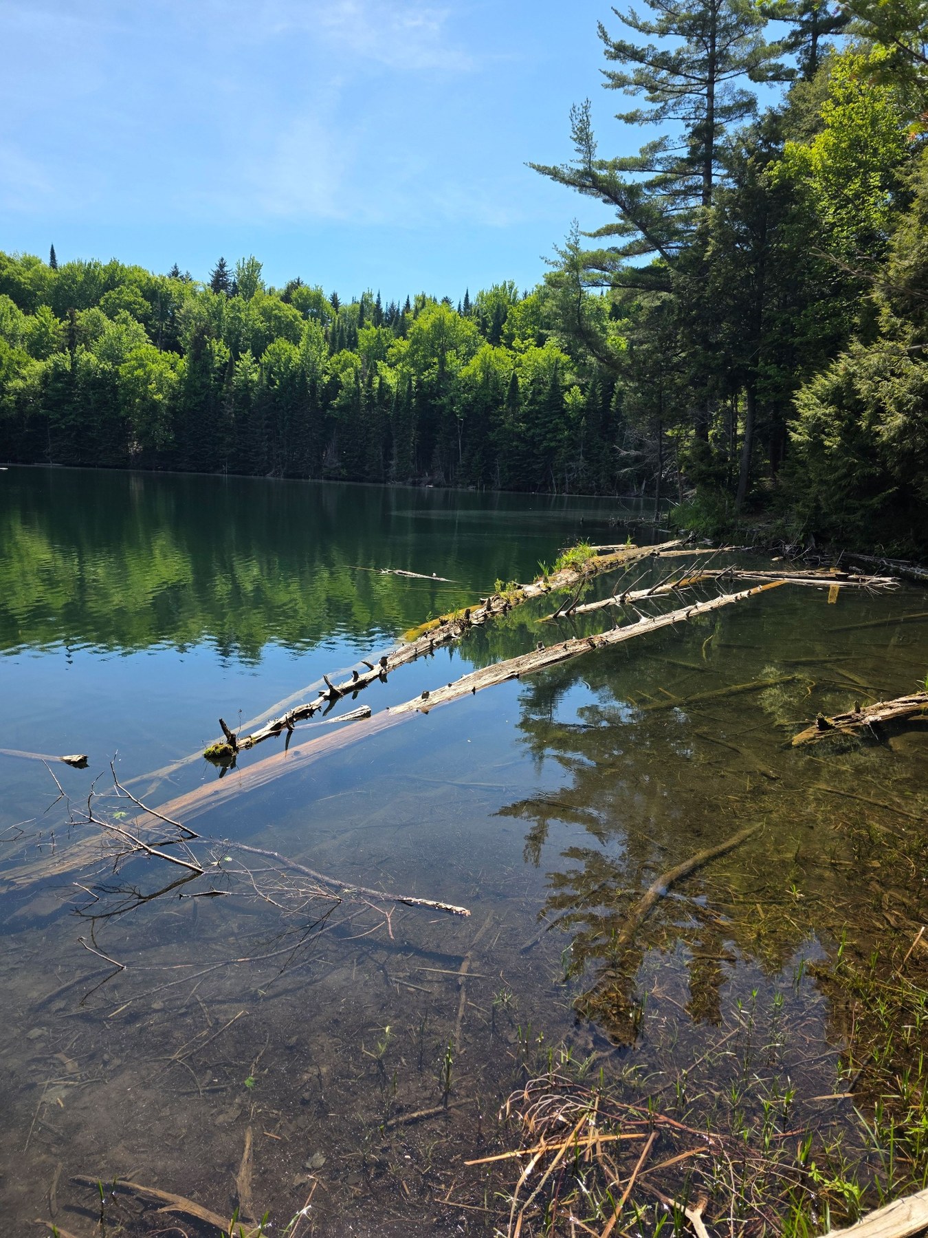 Early bloom condition with submerged wood and bottom visible at the edge of Little Kettle Pond.