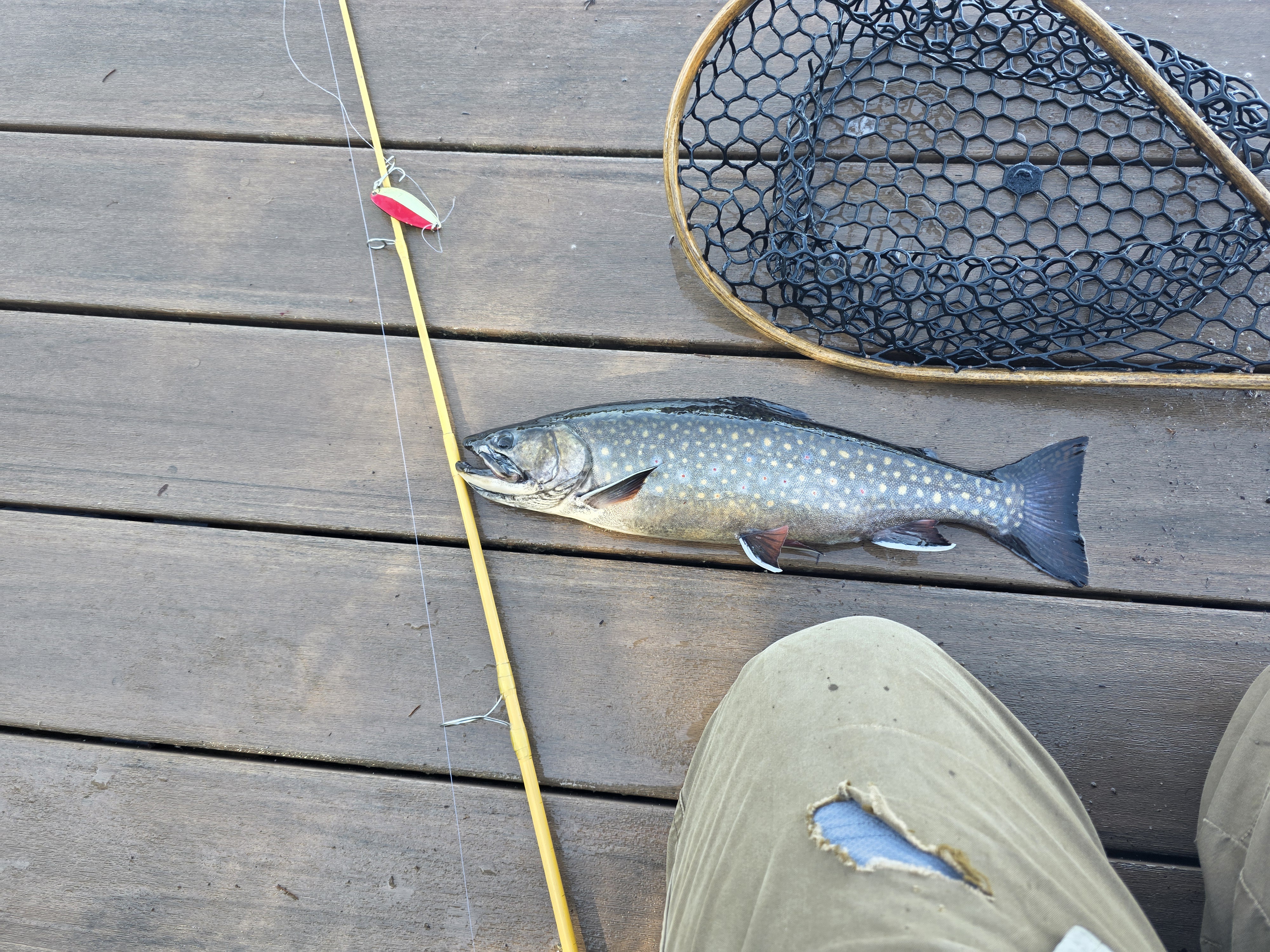 Red-and-silver spoon with brook trout from the dock