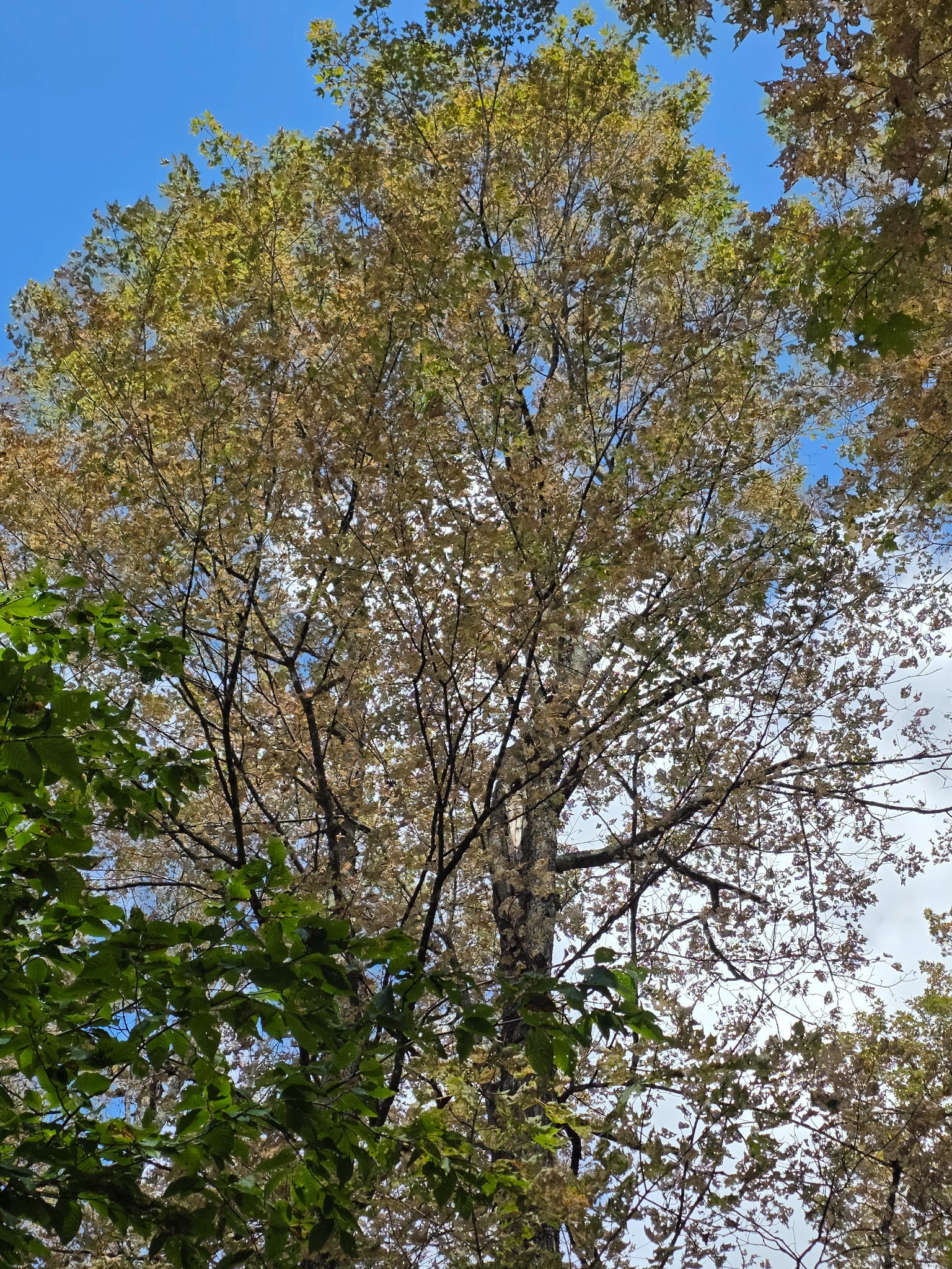 Maple canopy with widespread tan-brown foliage in mid-September