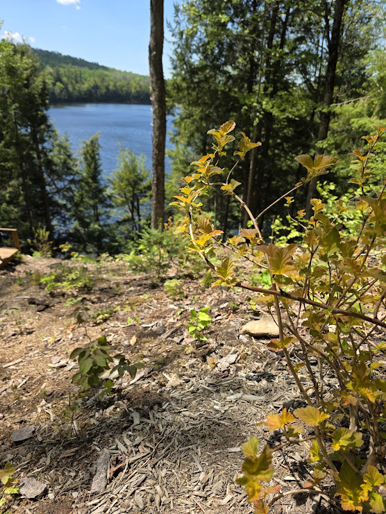 Ninebark leafing out along the recovering view corridor with the pond beyond