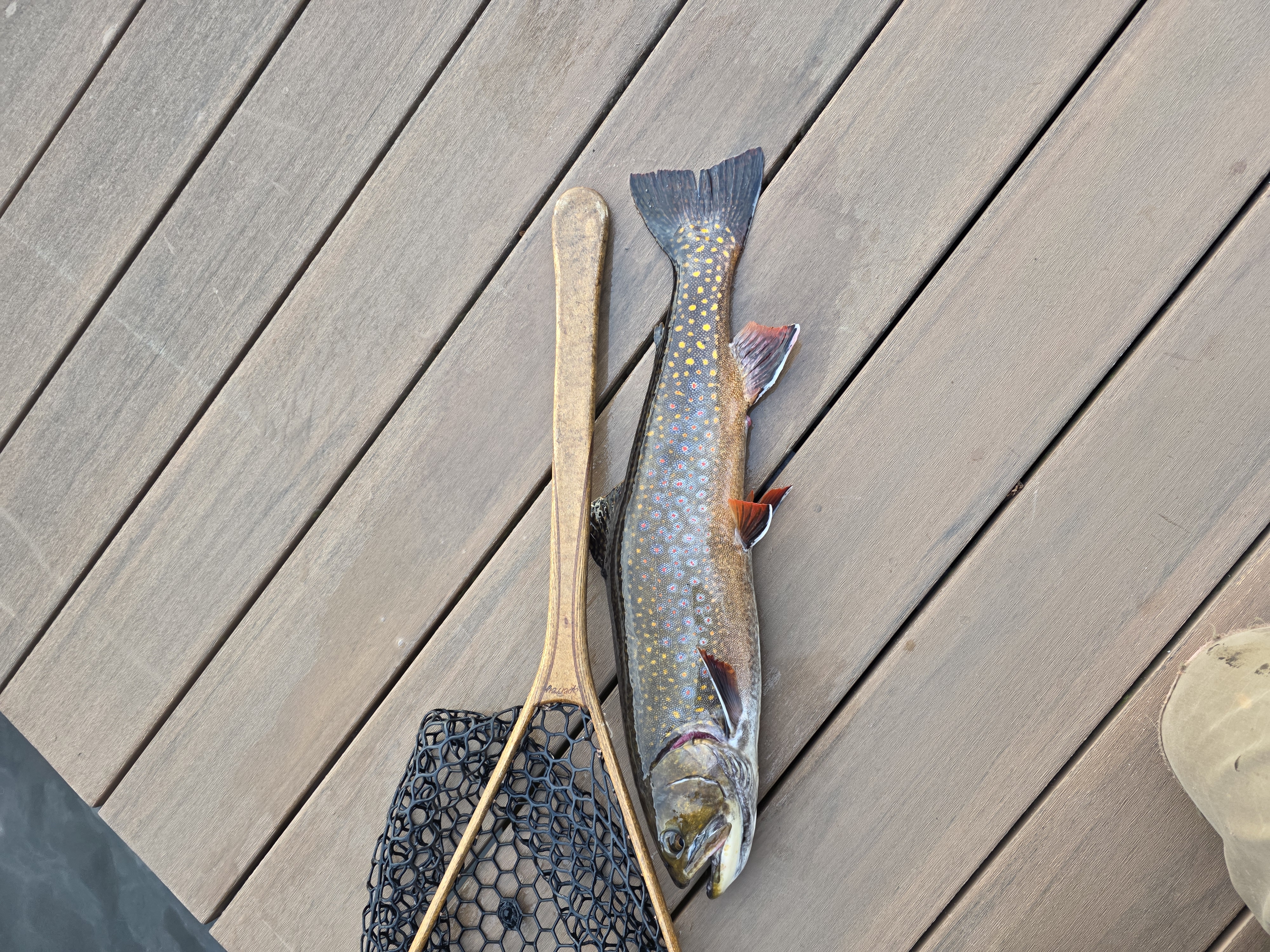 Personal-best brook trout caught from the dock on May 13, 2026