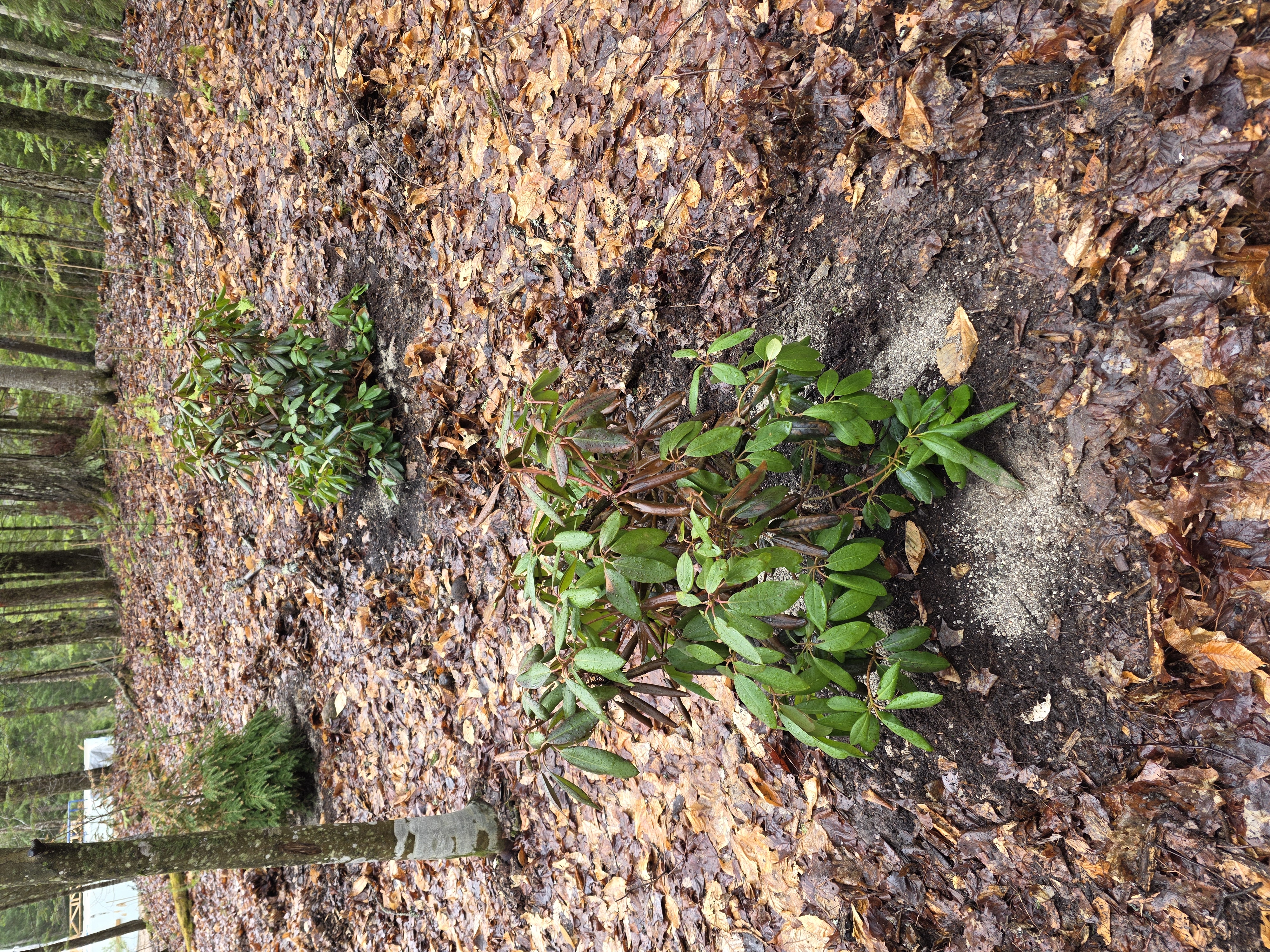Rhododendron Drip-Line Integration