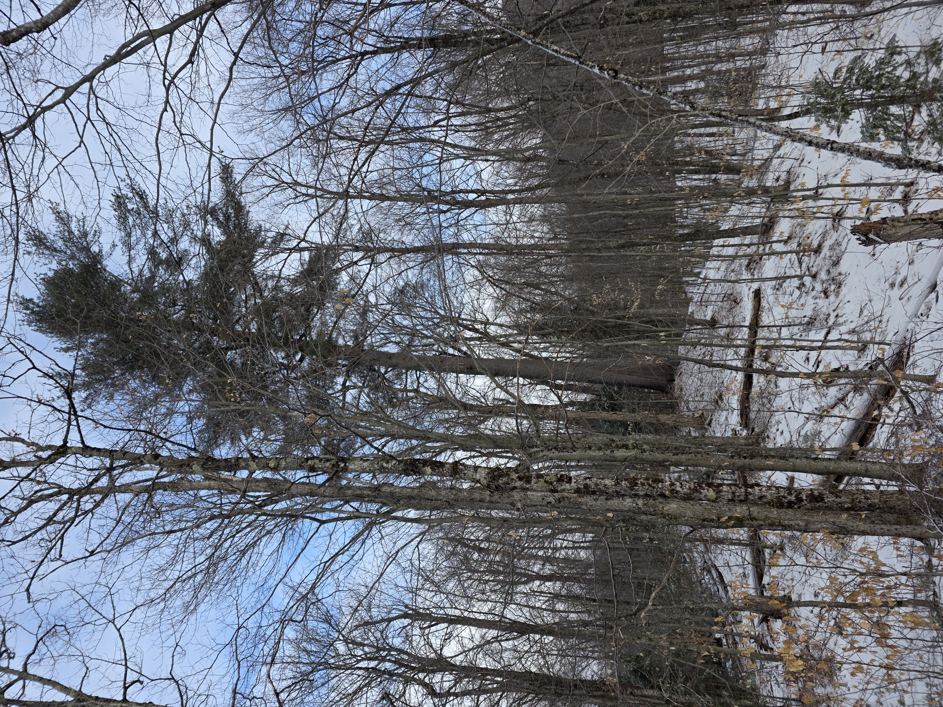 The Sentinel leaning under prevailing wind