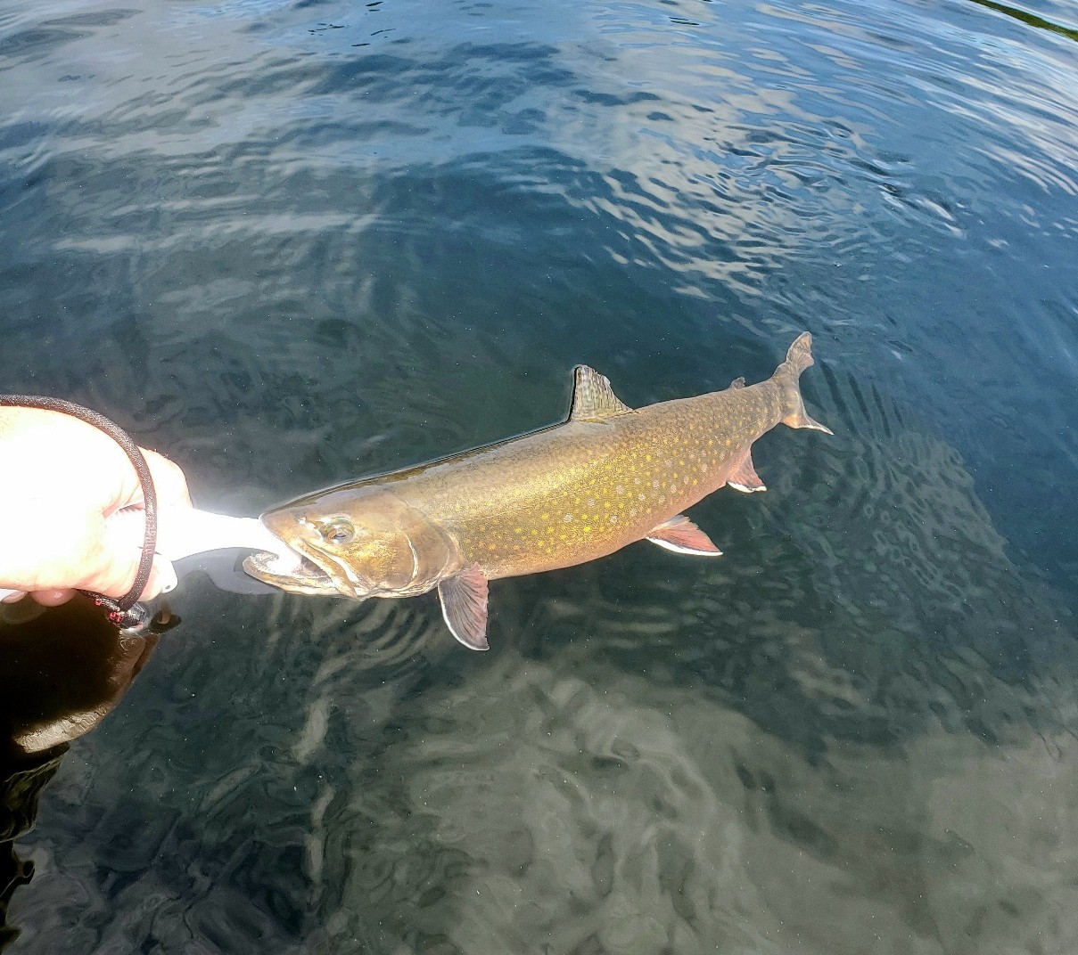 A Brook Trout being released into the water