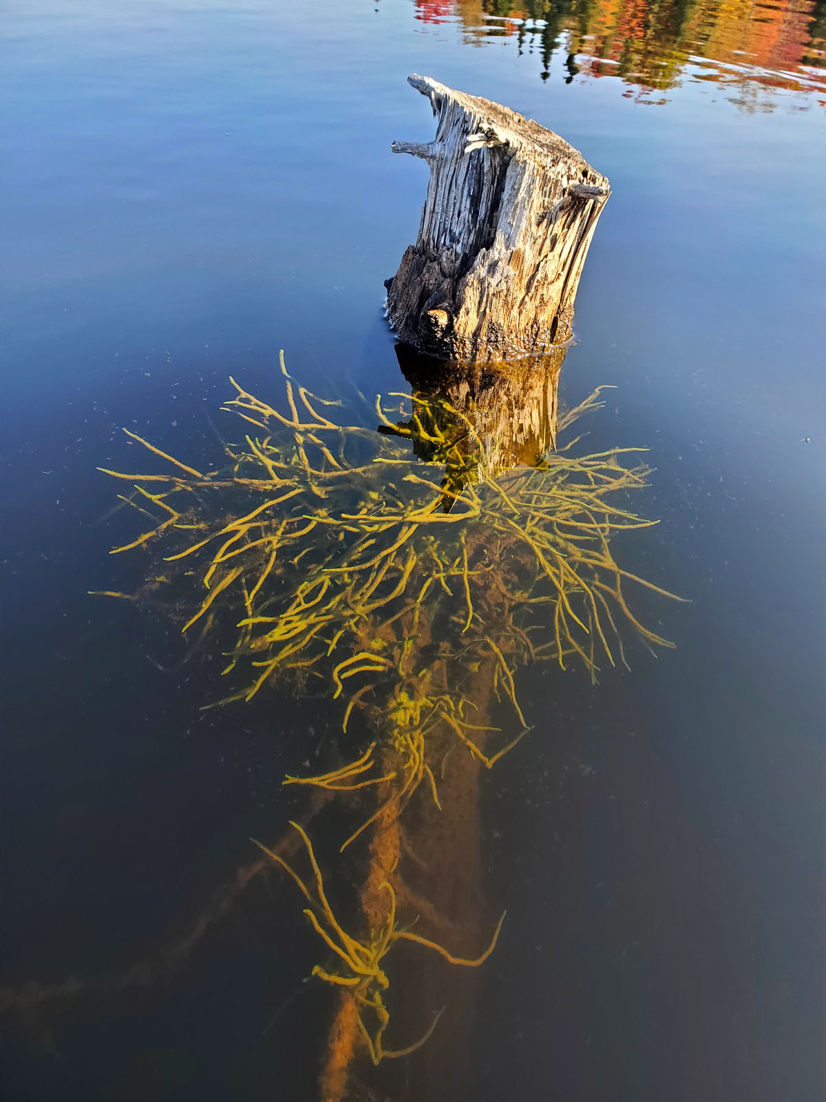 Freshwater sponges on timber