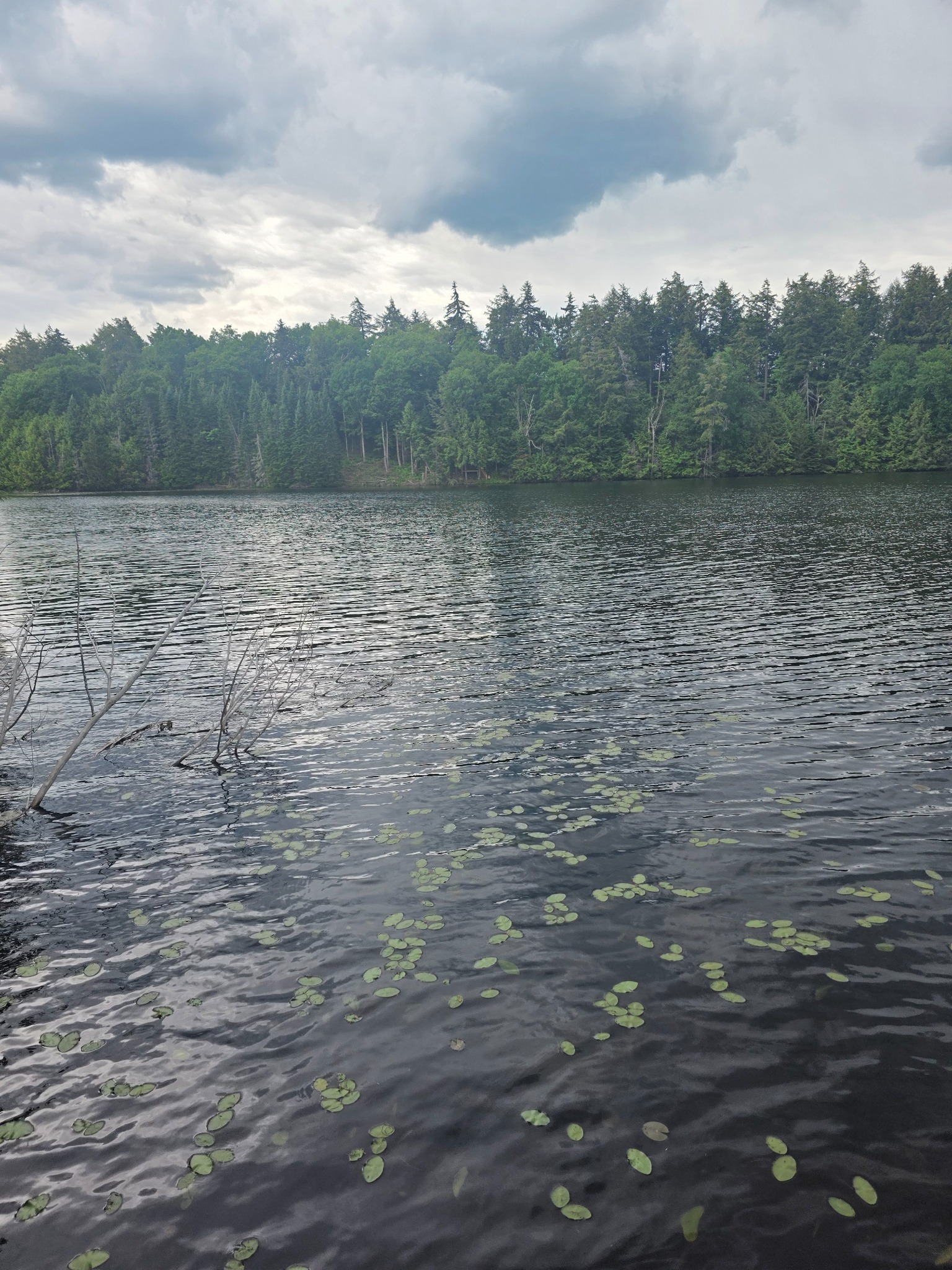 Lily pads on dark water beneath low storm clouds