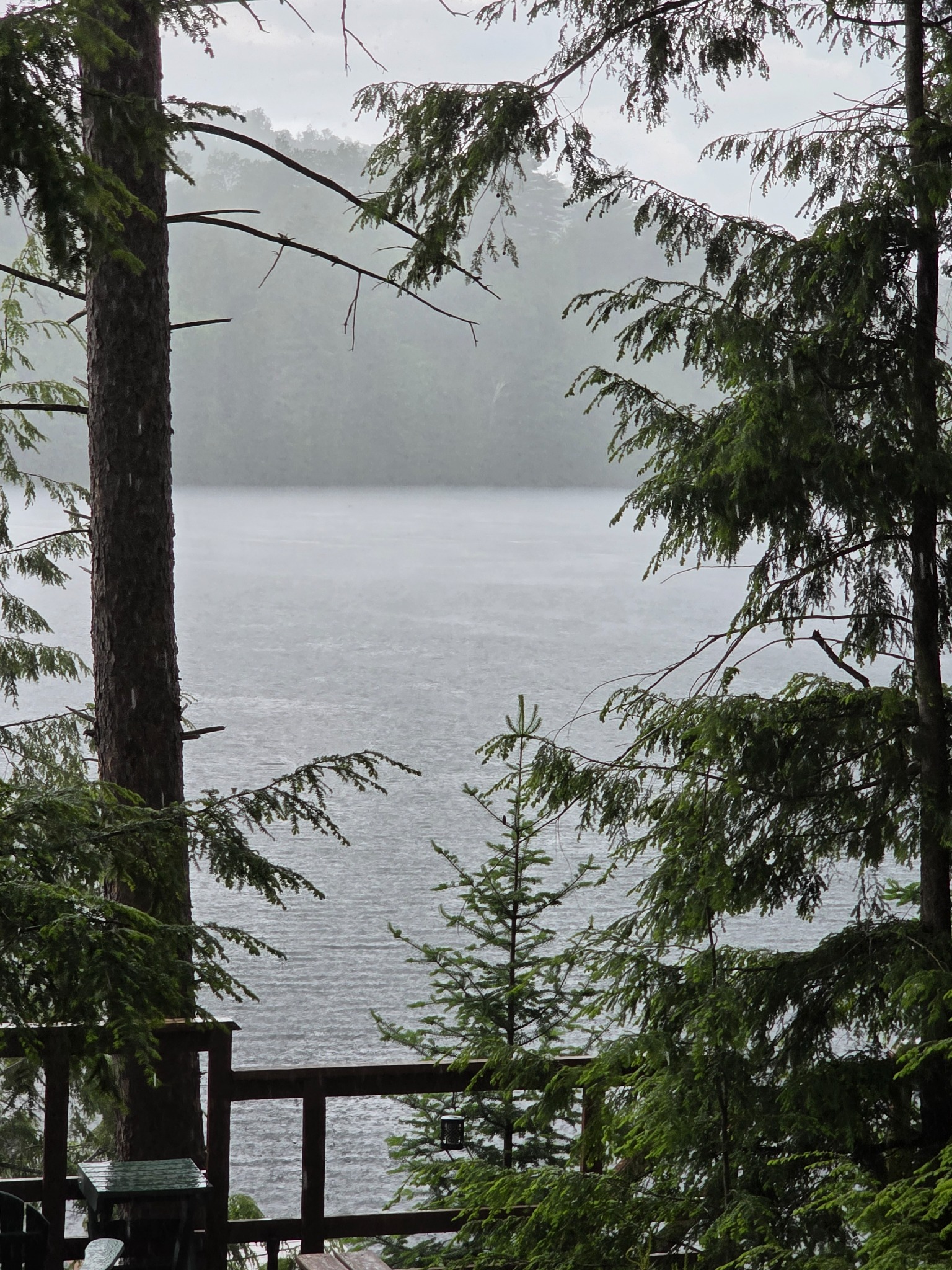 Rain crossing the pond through spruce branches from a covered viewpoint