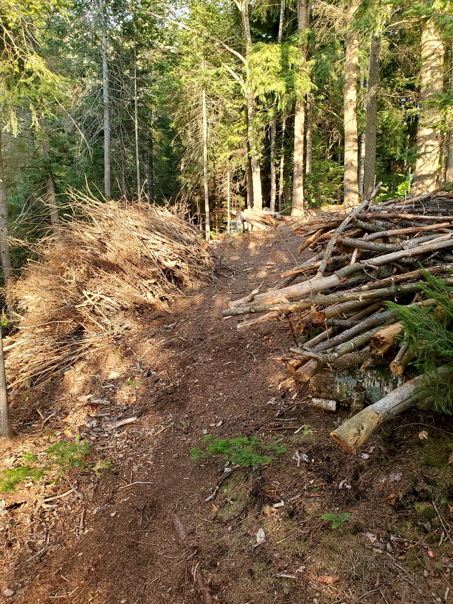 Trail to the lean-to with downed debris cleared and stacked along both sides