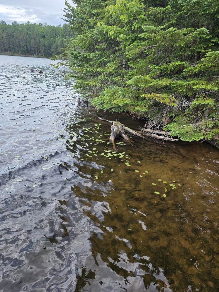 Pond shoreline with shallow water, submerged wood, leaves, roots, and bottom substrate visible